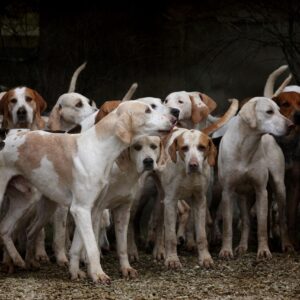 dogs, herd, canine-2691871.jpg